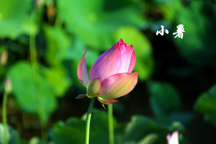 《九江文学社：北京头条》《九江文学社》《甲辰小暑节气》专刊（图10）