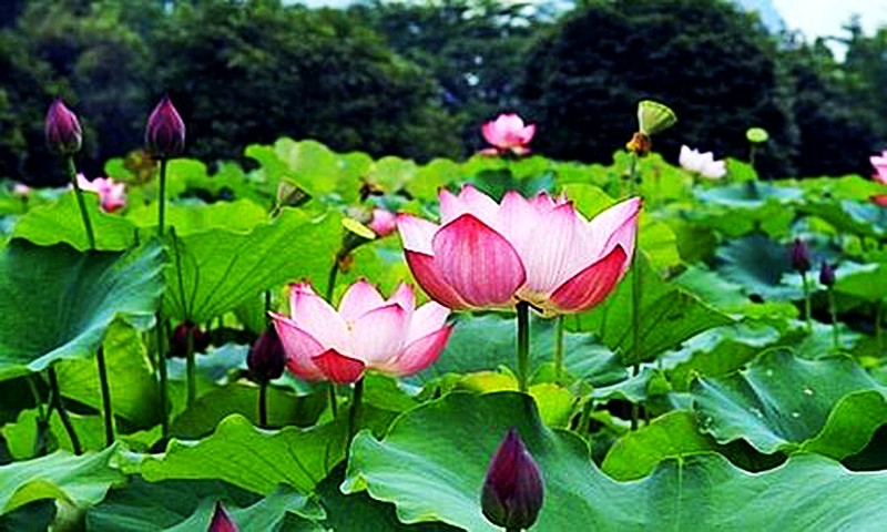 夏荷颂文/青山新雨（图4）