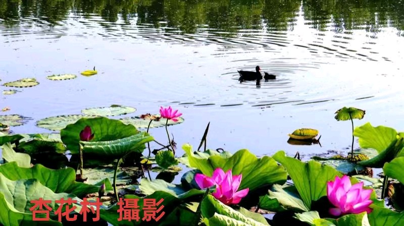 七律 《荷塘情多》作者：齐宝文（图3）