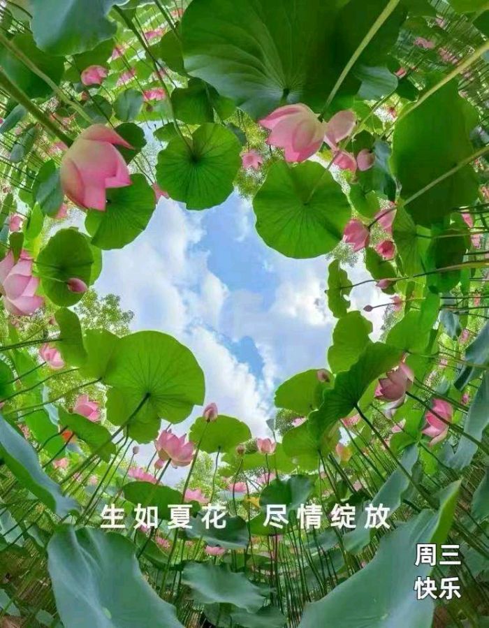 作者：丁子正《新七律 小暑》《题图 夏莲》10677期~新京都文艺