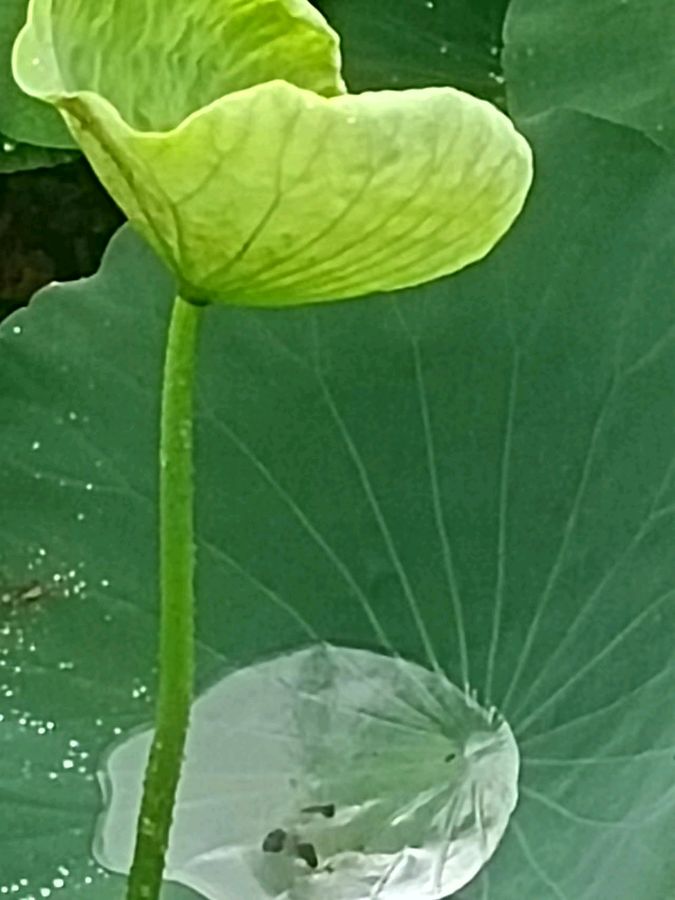 【荣耀中国】七言律 盛夏小暑节逢雨欣题诗二则作者\周效仁《山东临沂》（图2）