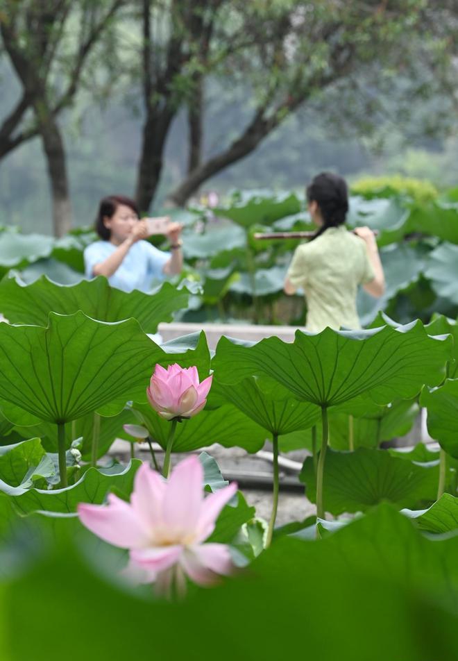 【新山东文学社】《莺啼序.莲花咏》作者/蓝仁德 主播/天空(图5)