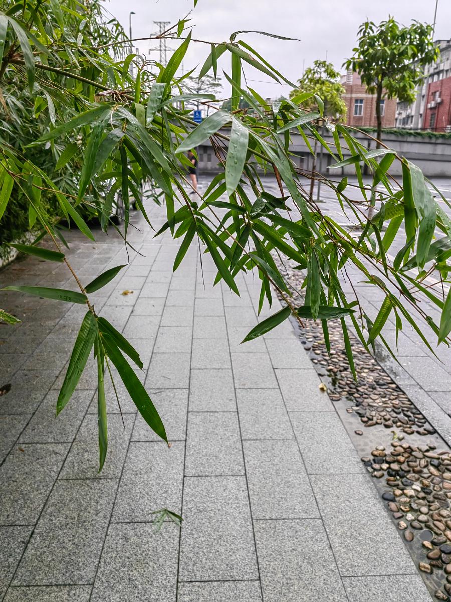 五言排律 . 走步篇／江冲