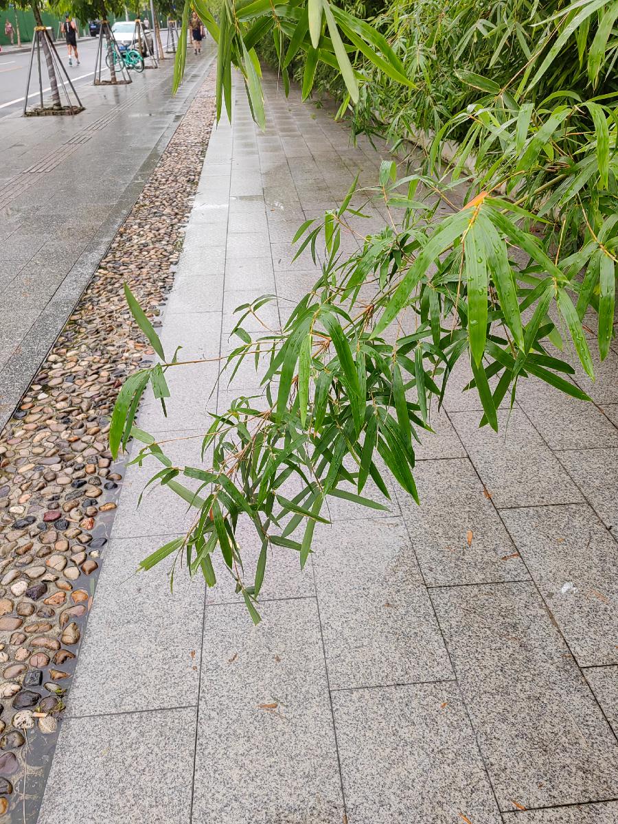 五言排律 . 走步篇／江冲（图6）