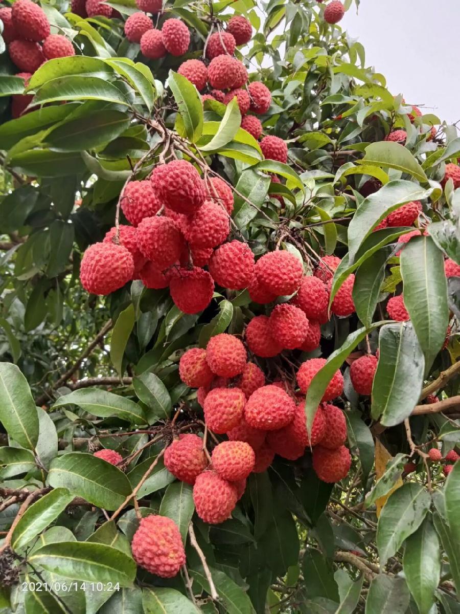 荔枝3