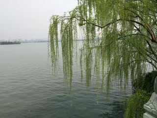七律·龟虽寿感言（文/冯清明）……莲叶之珠文学社（图4）