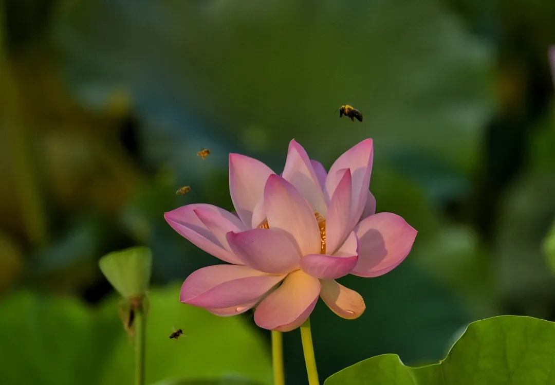 藏头诗:蝉鸣夏深圆荷始芳文/王俊杰(天津)（图3）