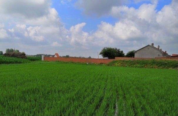 【新诗大观】姜家庄:我亲爱的家乡||文/姜振国(图2)