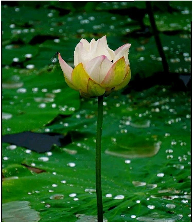 【荣耀中国】七律 . 夏日雨（平水韵五歌） 文/楚云清（图2）