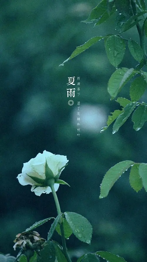 七绝-夏雨～诗||王政（图8）