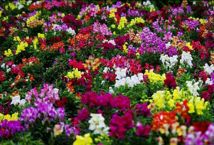 孟凡爱(木槿花)律诗四首（图4）