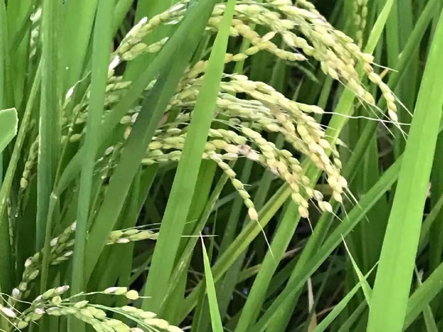 望江南·夏日即景（文/许碧霞）……莲叶之珠文学社（图4）