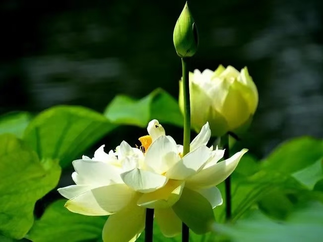 望江南·夏日即景（文/许碧霞）……莲叶之珠文学社（图3）