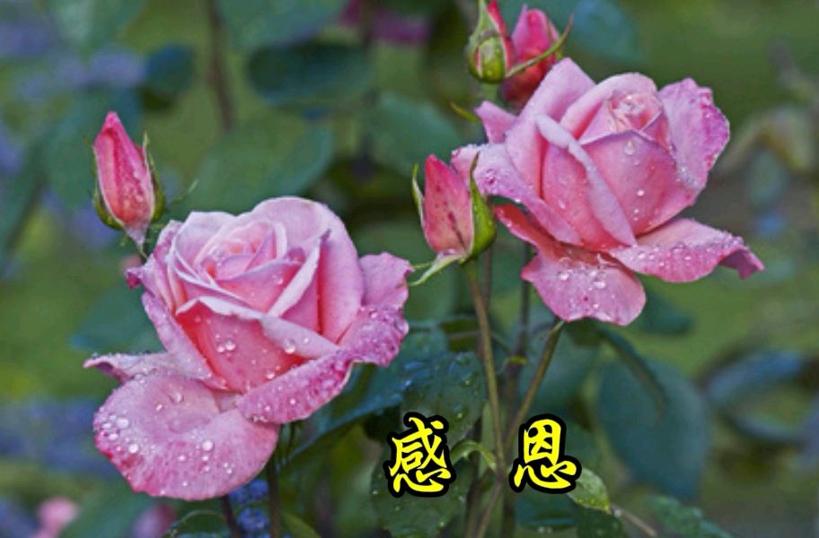 冬日艳阳 金南诵读《夏至、外三首》作者/竹林居士 编辑制作/雨杉【花雨馨声】第667期（图12）
