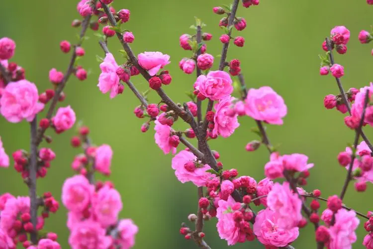 【中华好诗词】推送（江苏）优秀诗人方少春老师《吟梅》外三首请欣赏（图4）