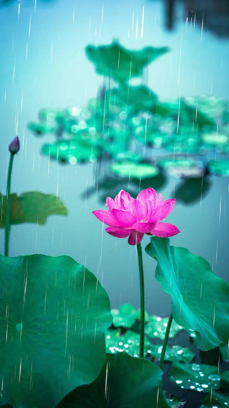 雨中的荷塘～诗||旗袍（图8）