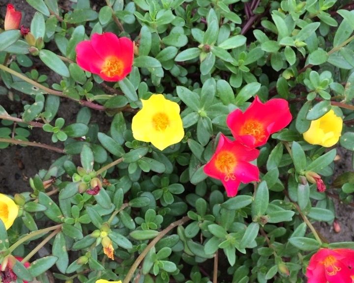 我爱太阳花（图2）