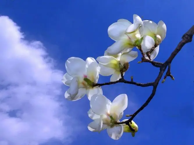 欣赏后山月樵老师无名诗（图6）