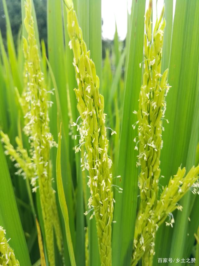 【北京头条】分享（湖北）诗人胡清普老师《又见今年稻花香》请欣赏（图7）