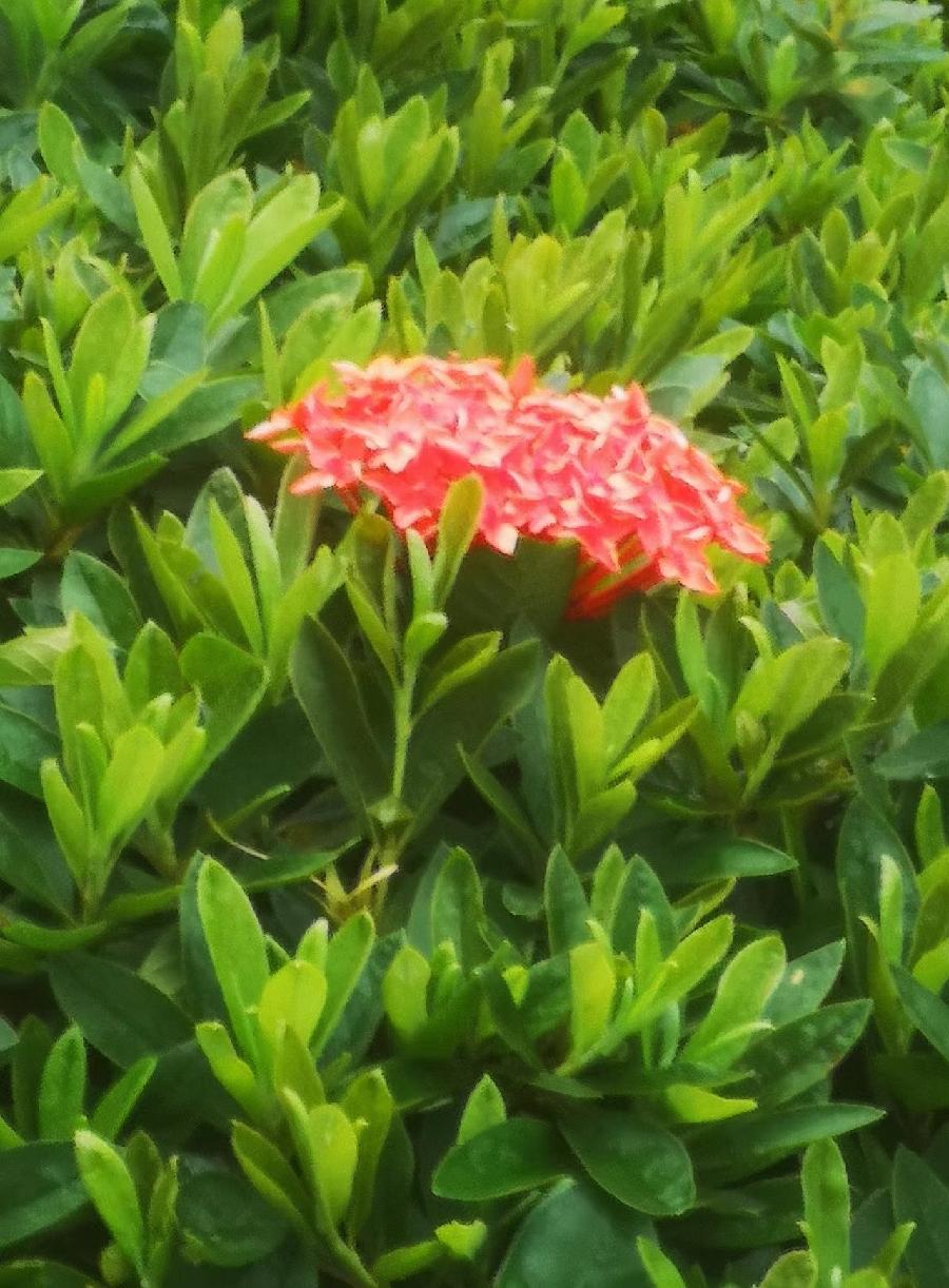 【小满】文／磊怀（图5）