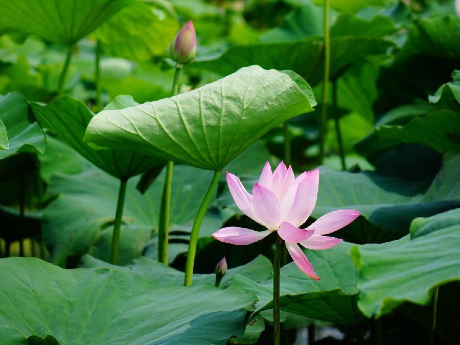 【中华荣耀组诗】七律·荷塘颂歌（十首）文/刘光华（重庆野布）