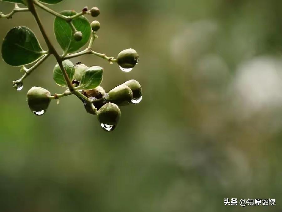 五律·夏雨集句/悼念崔茂创主任（文/张华兴）……莲叶之珠文学社（图3）