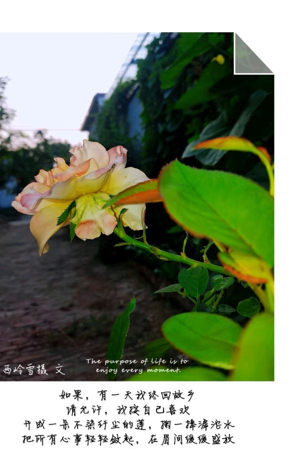 总会值得去爱 －－西岭雪（图5）