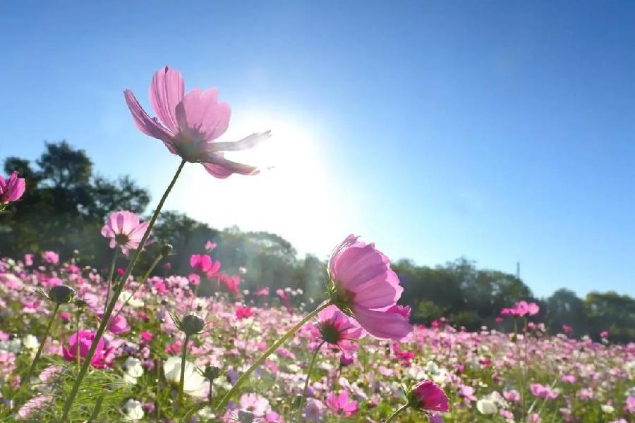 【中华荣耀(赏评)】格桑花文/張志雄（武汉）（图2）