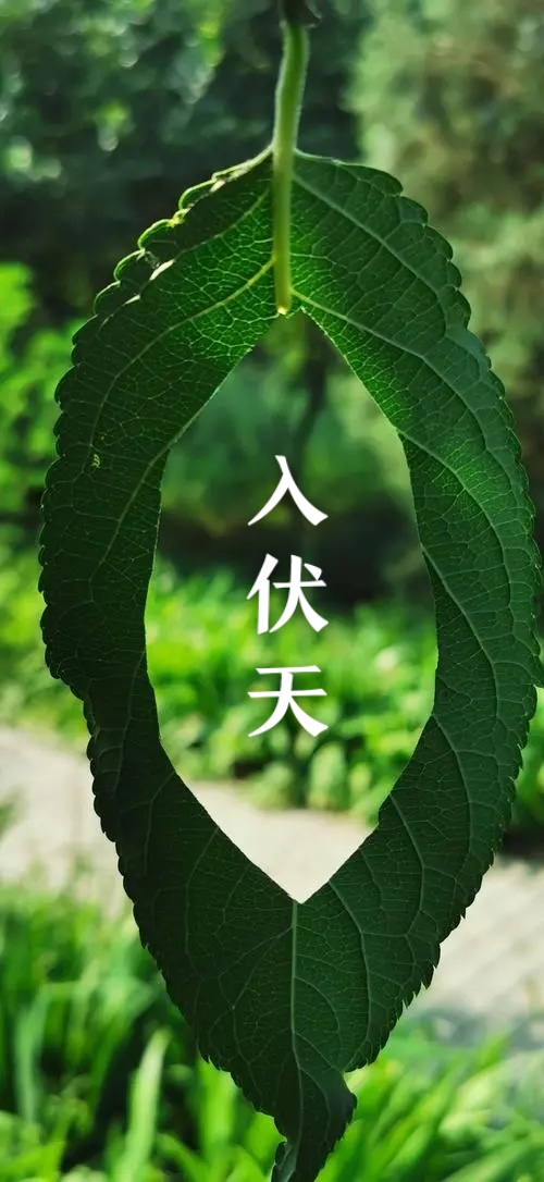入伏天～诗||吴永良（图8）