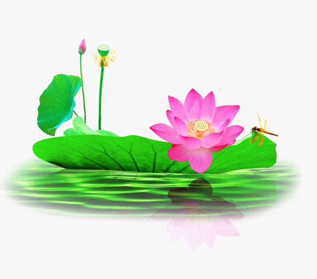 《荷花》青山新雨（图3）