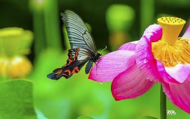 七绝·早起赏莲（文/冯清明）……莲叶之珠文学社