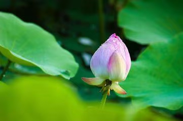 七绝·早起赏莲（文/冯清明）……莲叶之珠文学社（图5）