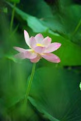 七绝·早起赏莲（文/冯清明）……莲叶之珠文学社（图6）