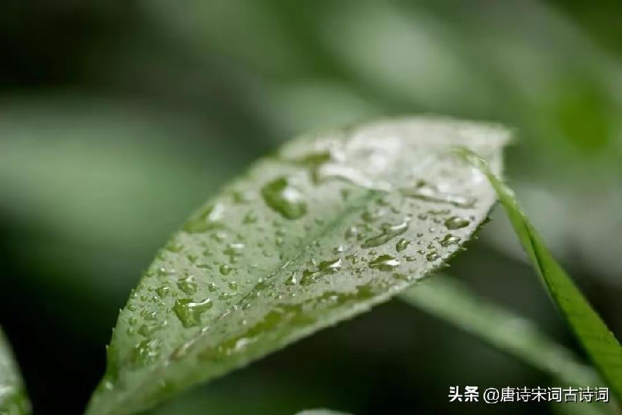 思远人·故乡雨后（文/张华兴）……莲叶之珠文学社