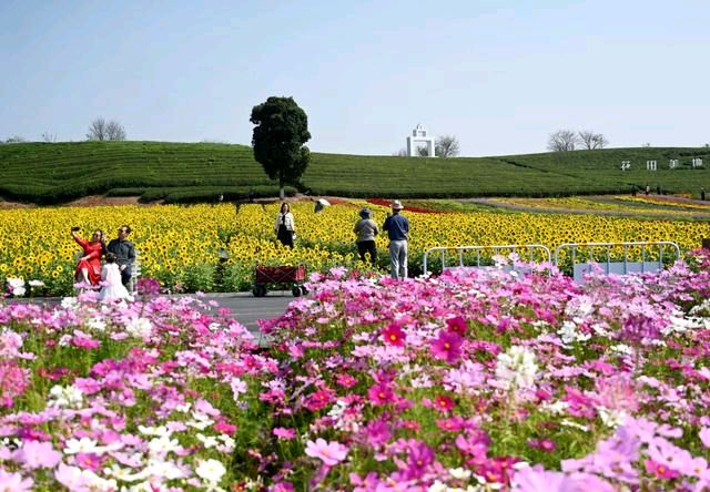 欣赏赵艳老师七绝·醉倒花田（图4）