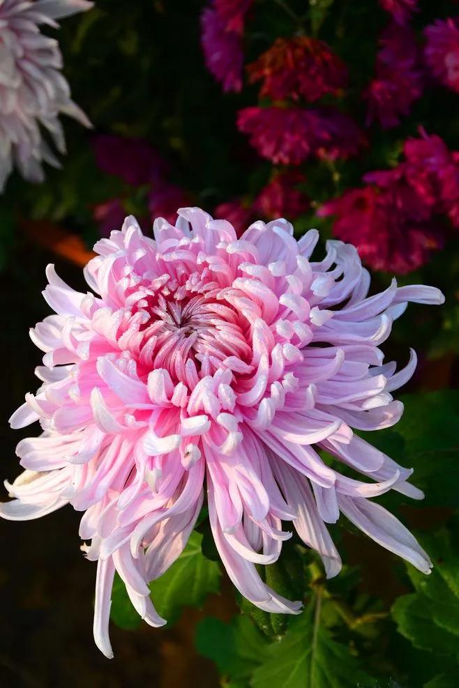 【荣耀中国】同头同心诗•梅兰竹菊(四首)作者/蒋贵龙（江西）（图6）