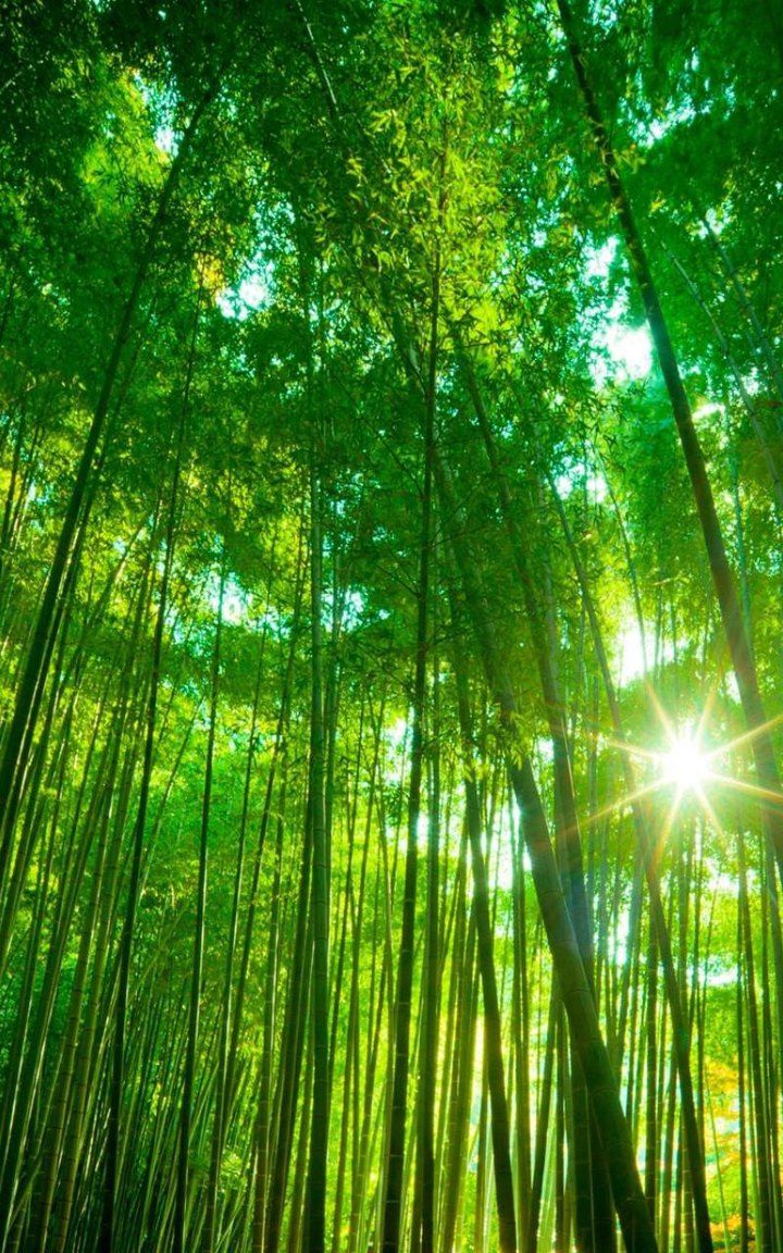 【荣耀中国】同头同心诗•梅兰竹菊(四首)作者/蒋贵龙（江西）（图4）