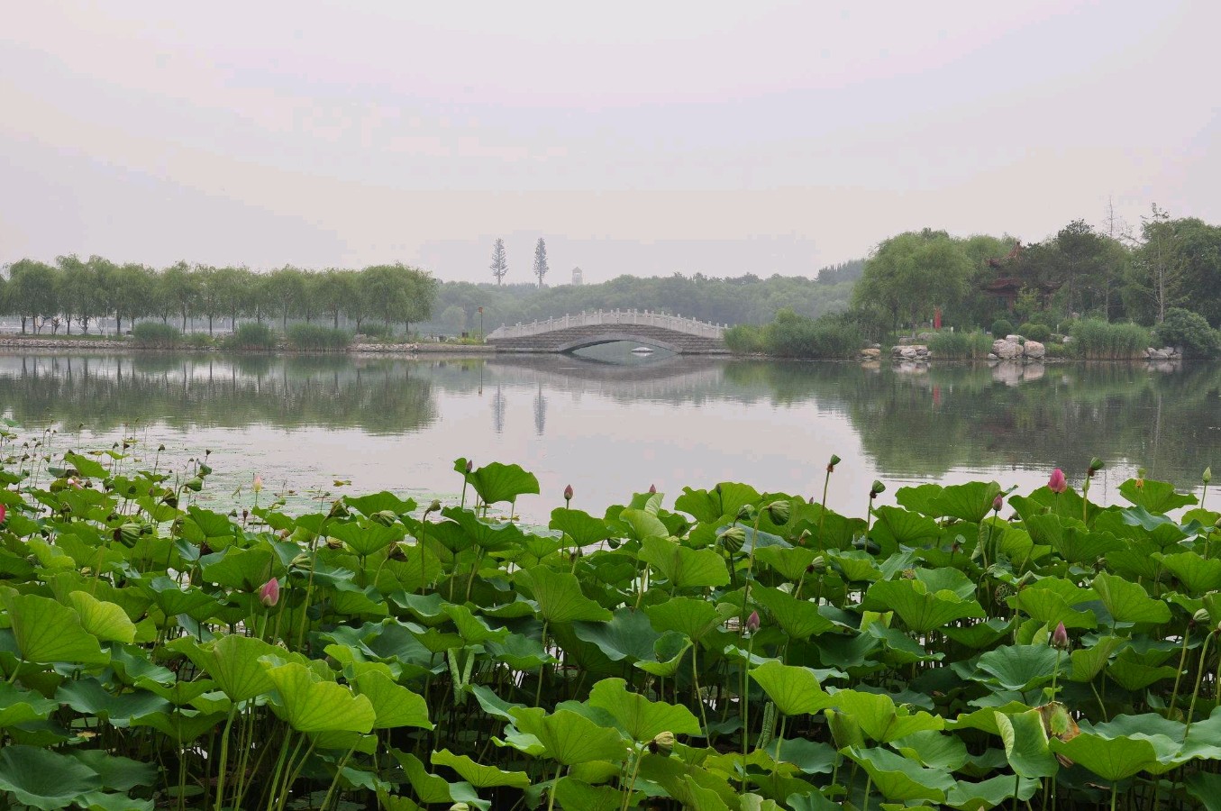 【明心文学】李晓玲/桃花潭散步随笔 主播/薇薇（图3）
