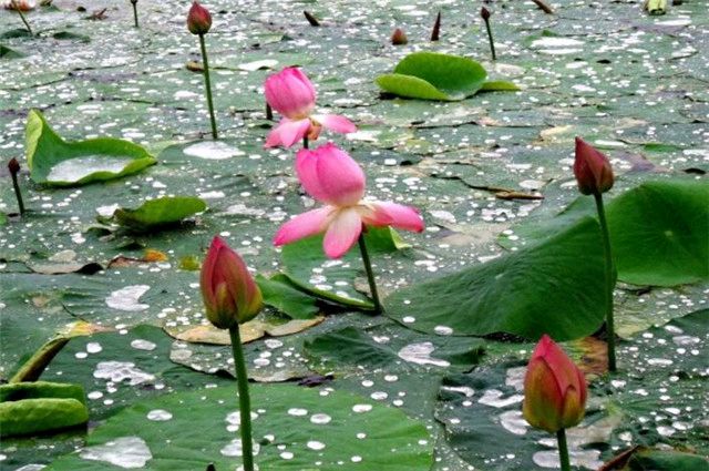 【明心文学】水川/莲池·组诗五首 主播/薇薇（图4）