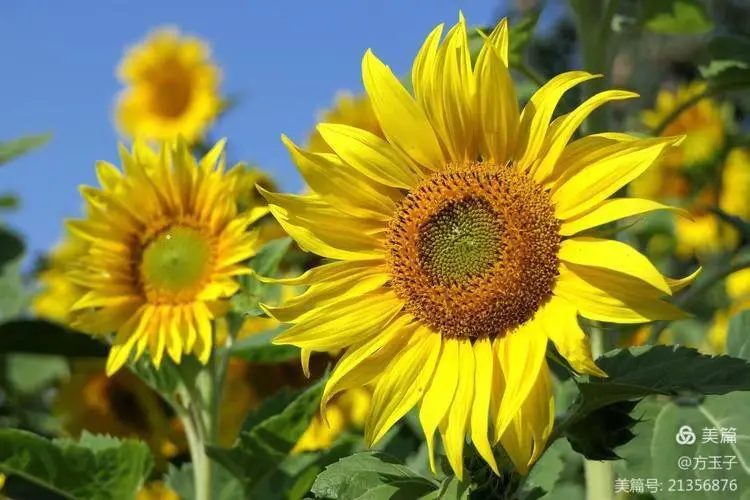 【中华荣耀】石榴花咏（组诗点评）文/左书谔（青岛）（图6）