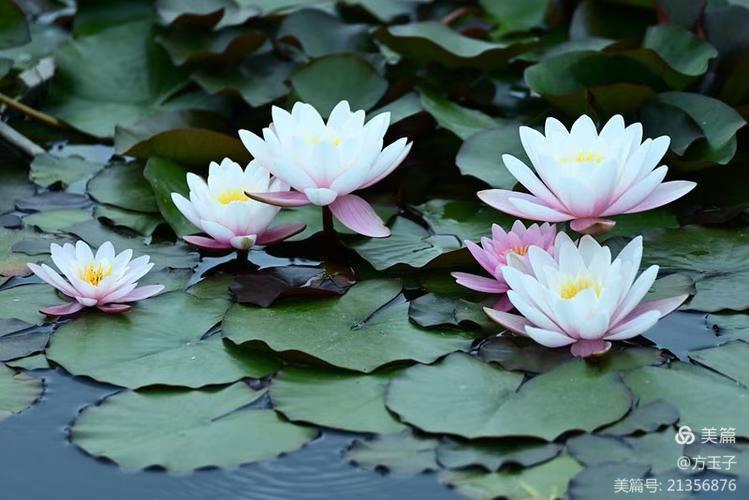 【中华荣耀】石榴花咏（组诗点评）文/左书谔（青岛）（图4）