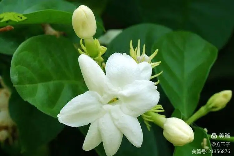 【中华荣耀】石榴花咏（组诗点评）文/左书谔（青岛）（图3）