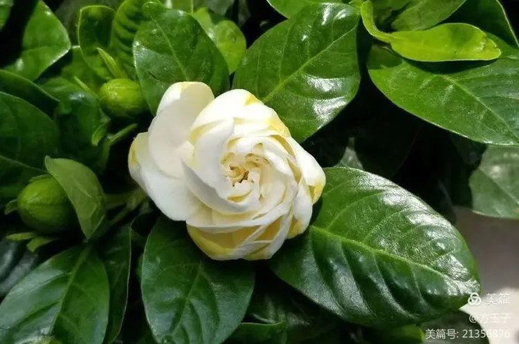 【中华荣耀】石榴花咏（组诗点评）文/左书谔（青岛）（图7）