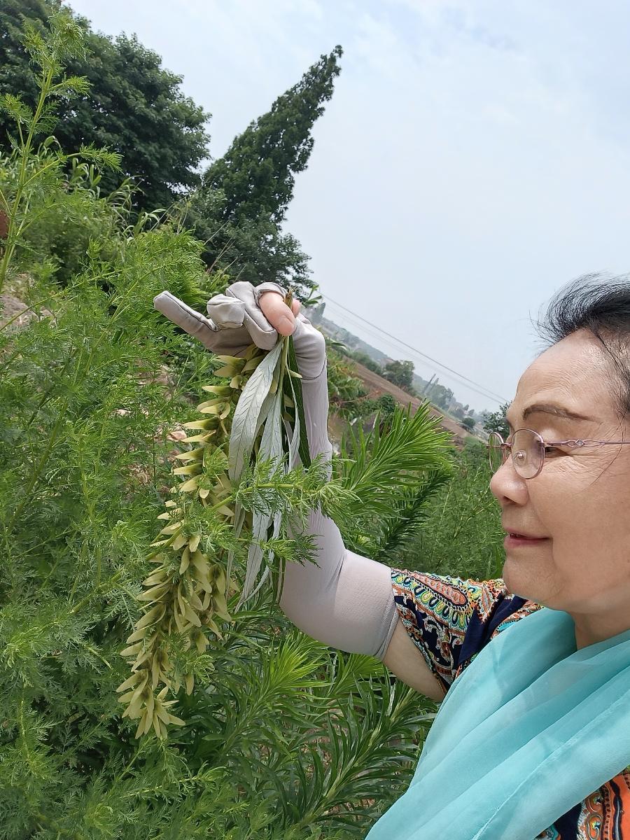 五月的鲜花诗社第四期同题诗《夏天的声音》上榜人名： 阳光 冬虫夏草 李华敏 刘林丽 编辑制作刘林丽（图18）