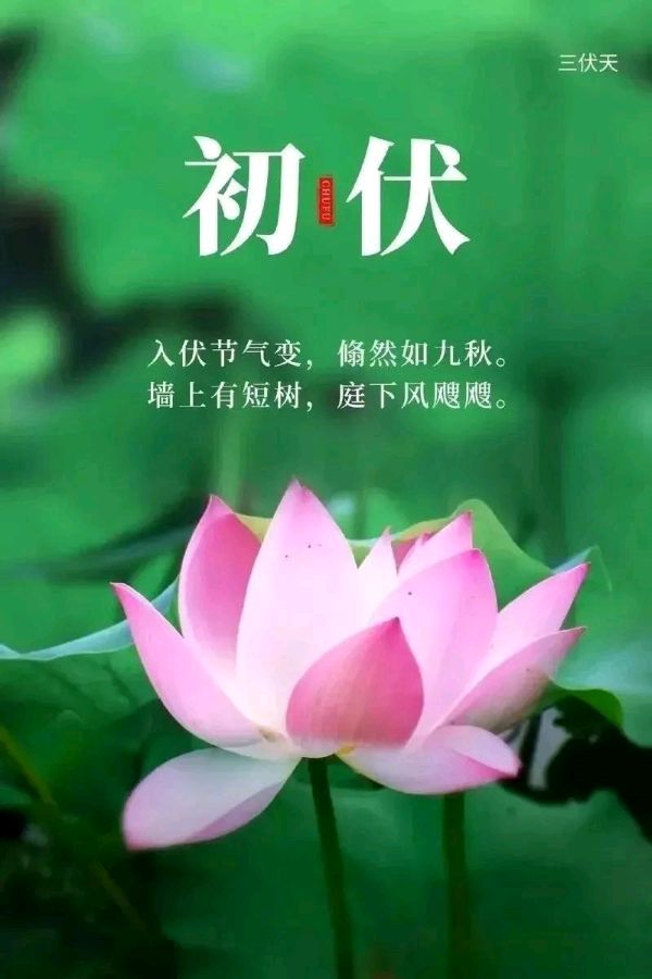 初伏抒怀文/青山新雨一一一（图3）