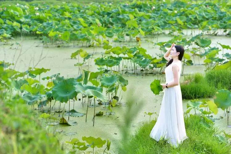 行香子-夏日荷花吟（组合）词||于兴庆（图15）