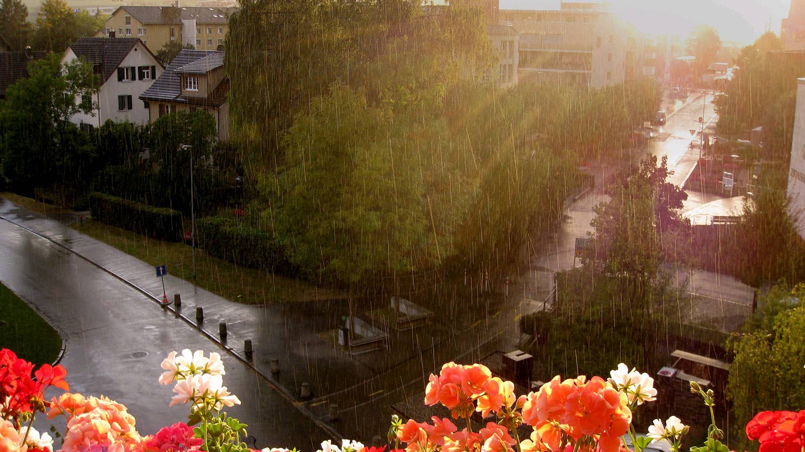 【明心文学】谢文欣/夏雨 主播/薇薇 附诗评/杨国志（图2）