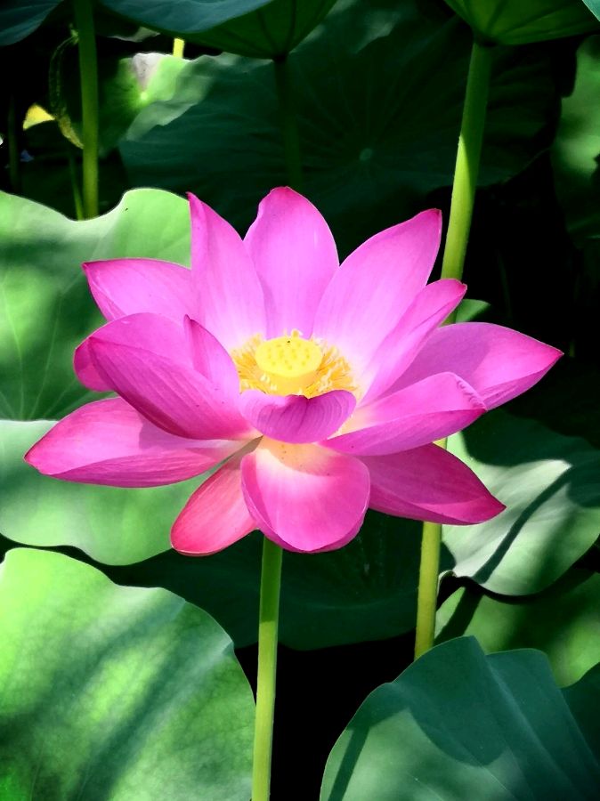 夏日荷塘所见｜二首｜刘爱粉（图2）