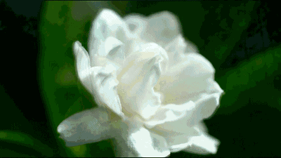 【神都诗社】龙门诗苑017期《茉莉花》（图4）