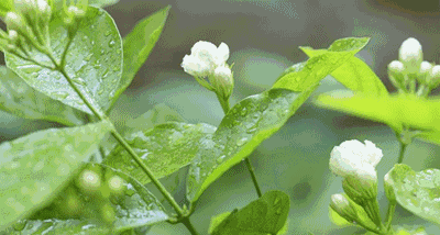 【神都诗社】龙门诗苑017期《茉莉花》（图8）